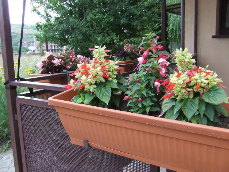 Pensiunea Schwartz Cluj-Napoca Ngoại thất bức ảnh